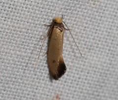 Edosa balanosema
