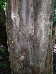 Guettarda macrosperma