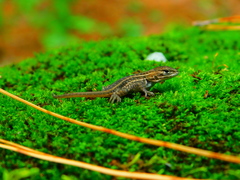 Sceloporus subniger