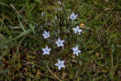 Lomatogonium carinthiacum