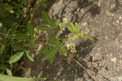 Zanthoxylum asiaticum