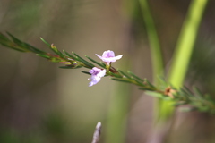 Hemigenia purpurea