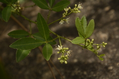 Zanthoxylum asiaticum