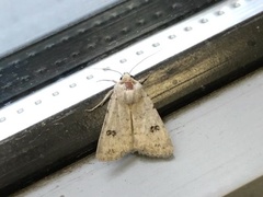 Caradrina kadenii