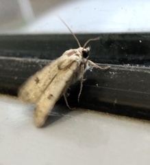 Caradrina kadenii