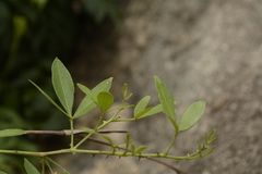 Zanthoxylum asiaticum