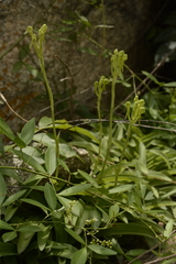 Habenaria