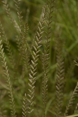 Eragrostiella bifaria