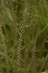 Eragrostiella bifaria