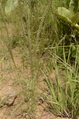 Eragrostiella bifaria