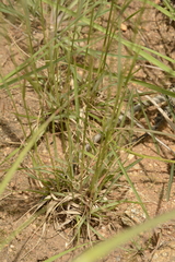 Eragrostiella bifaria