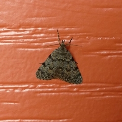 Dichromodes sphaeriata