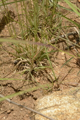 Eragrostiella bifaria