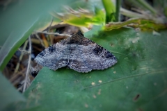 Pericyma cruegeri
