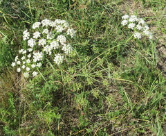 Peucedanum oreoselinum