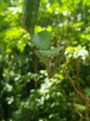 Selenicereus costaricensis
