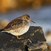 Purple Sandpiper - Photo (c) Christoph Moning, some rights reserved (CC BY)