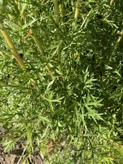 Artemisia norvegica