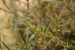 Microstachys chamaelea