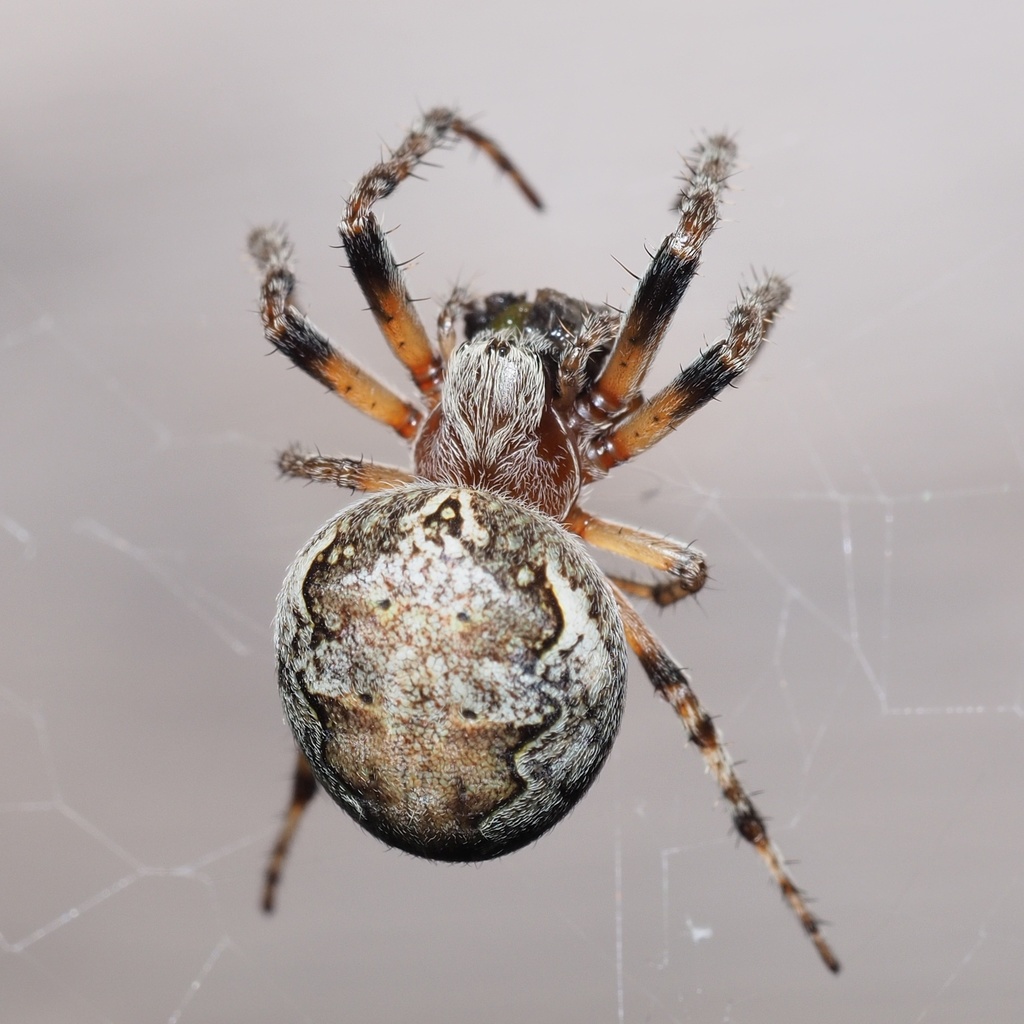 Larinioides ixobolus (Orb Weavers of Scandinavia (Araneidae)) · iNaturalist