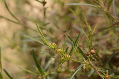 Microstachys chamaelea