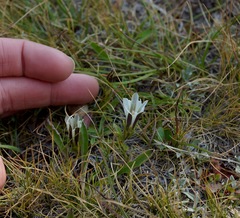 Gentiana newberryi tiogana