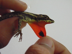 Anolis vittigerus
