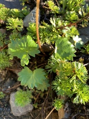 Micranthes nelsoniana