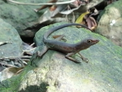 Anolis barkeri