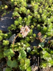 Micranthes nelsoniana