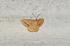 Isturgia arenacearia