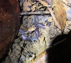 Flathead Worm Snake photo 1