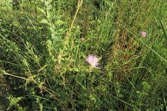 Centaurea iberica
