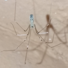 Pholcus phalangioides