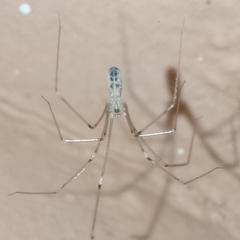 Pholcus phalangioides