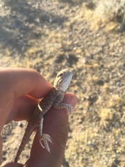 Phrynocephalus mystaceus