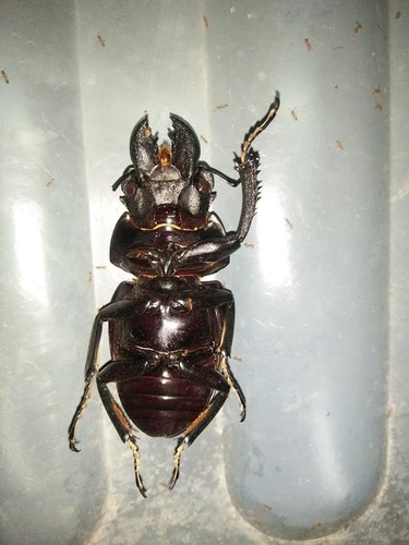 Odontolabis latipennis · iNaturalist