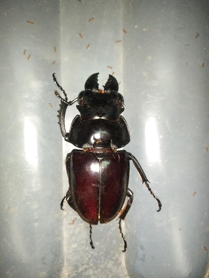 標本 Very big Odontolabis latipennis 68mm Odontolabis latipennis · iNaturalist