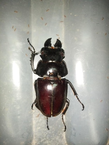 Odontolabis big Very 標本 latipennis Pictures & Photos Stock Images, Royalty-Free Odontolabis 309 68mm 標本