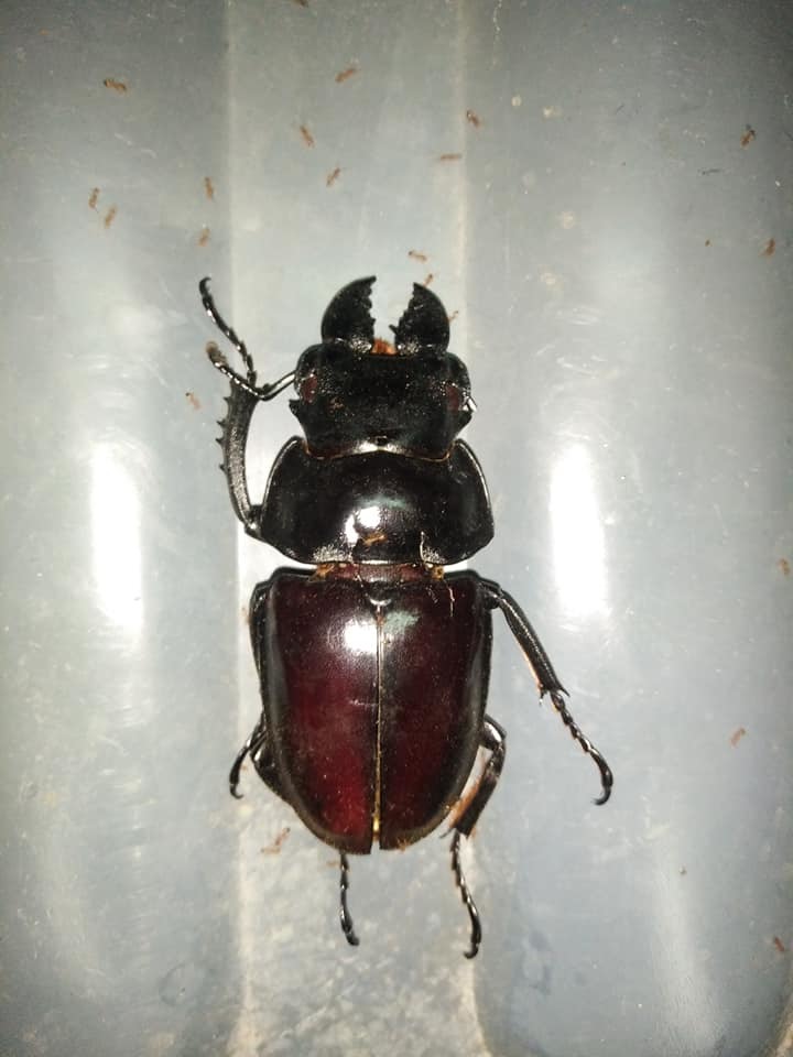 Odontolabis latipennis · iNaturalist