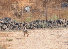 Lepus capensis