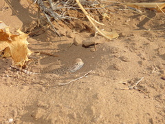 Phrynocephalus mystaceus