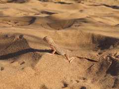 Phrynocephalus mystaceus