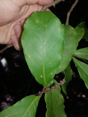 Coccoloba floribunda