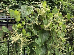 Dioscorea tokoro