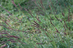 Hordeum brevisubulatum