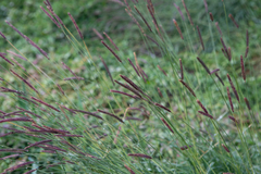 Hordeum brevisubulatum