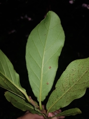 Coccoloba floribunda