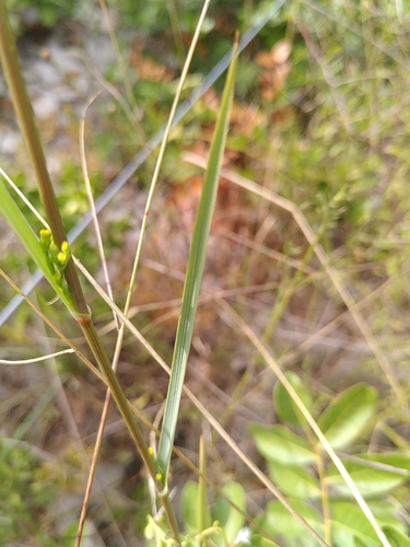 Image of Bupleurum praealtum by (c) Yves Bas, some rights reserved (CC BY)