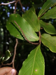 Coccoloba floribunda